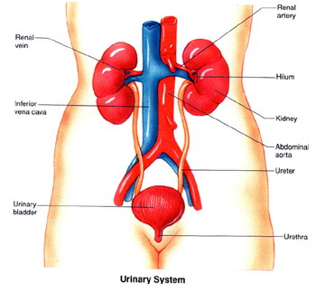 一天內泌尿結石之痛完全消除,泌尿結石康復診療案例